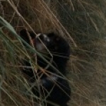 Profilbild av tom_bengtsson